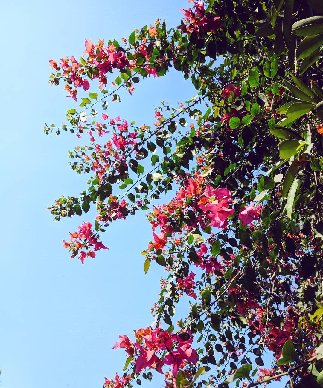 Bougainvillea