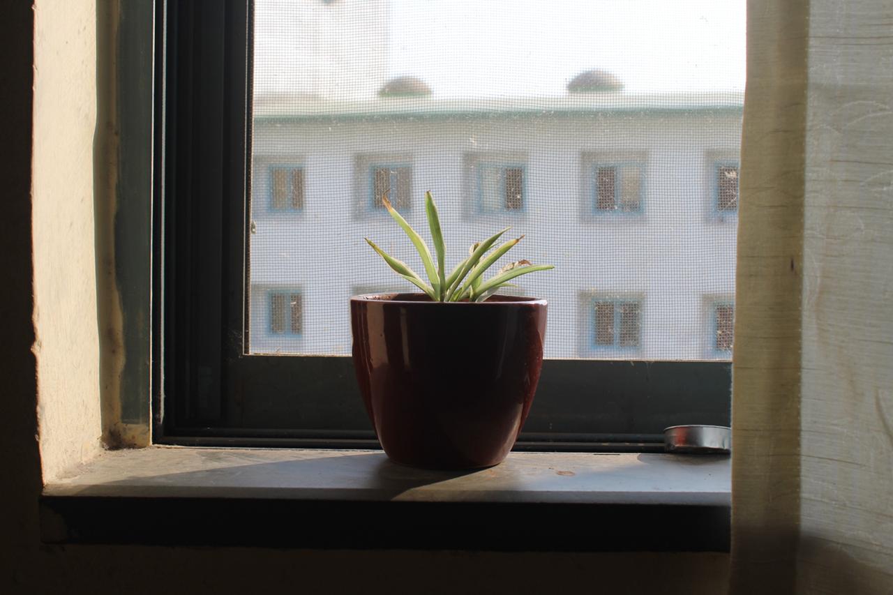 A plant on my windowsill